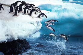 Adelie Penguin Jigsaw Puzzle