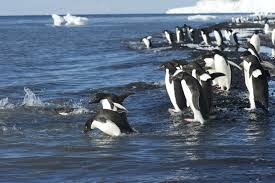 Adelie Penguins – Antarctica Jigsaw Puzzle