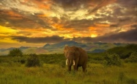 Desenhos de Alone Elephant Jigsaw Puzzle para colorir