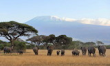 Desenhos de Amboseli National Park Jigsaw Puzzle para colorir