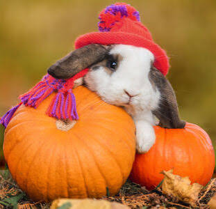 Desenhos de Autumn Rabbit Jigsaw Puzzle para colorir