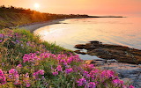 Desenhos de Beach Flower Wallpaper Jigsaw Puzzle para colorir
