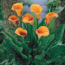 Beatrix Calla Lily Flower Jigsaw Puzzle