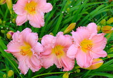 Beautiful Daylilies Jigsaw Puzzle
