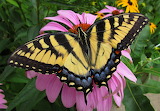 Desenhos de Beautiful Female Swallowtail Butterfly Jigsaw Puzzle para colorir