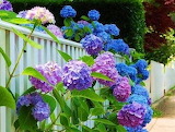 Beautiful Hydranges In The Garden Jigsaw Puzzle