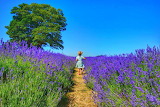 Desenhos de Beautiful Lavender Fields Jigsaw Puzzle para colorir