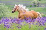 Beautiful Palomino Horse Jigsaw Puzzle