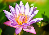 Beautiful Pink Water Lily Jigsaw Puzzle