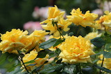 Desenhos de Beautiful Yellow Roses Jigsaw Puzzle para colorir
