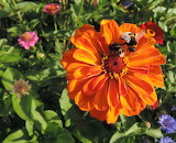 Desenhos de Bees and Zinnia Jigsaw Puzzle para colorir