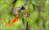 Birds of Paradise Jigsaw Puzzle 3