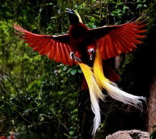 Birds of Paradise Jigsaw Puzzle 4