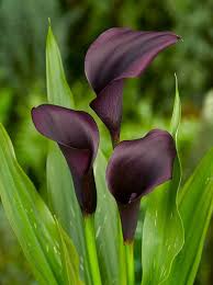 Black Calla Lily Flower Jigsaw Puzzle