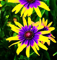 Desenhos de Black Eyed Susan Flower Jigsaw Puzzle 3 para colorir