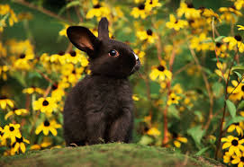 Black Rabbit Yellow Flowers Jigsaw Puzzle