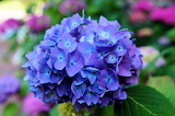Desenhos de Blue Hydrangea Bloom Jigsaw Puzzle para colorir