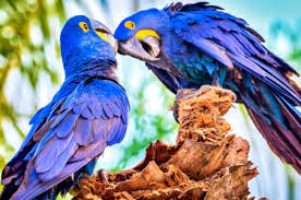 Desenhos de Blue Macaws Jigsaw Puzzle para colorir