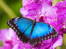 Desenhos de Blue Morpho Butterfly Jigsaw Puzzle para colorir