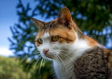 Brown and White Cat Jigsaw Puzzle