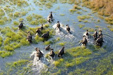 Desenhos de Buffalo in Okavango Delta, Botswana Jigsaw Puzzle para colorir