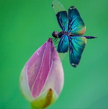 Desenhos de Butterfly Dragonfly on Flower Jigsaw Puzzle para colorir