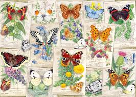 Butterfly Splendor Jigsaw Puzzle