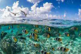 Butterflyfish and hungry Birds Jigsaw Puzzle