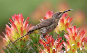 Cape Sugarbird Jigsaw Puzzle