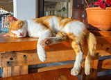 Cat Sleeping in the Sun Jigsaw Puzzle