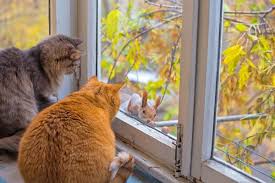 Cats, window, squirrel Jigsaw Puzzle