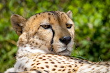 Desenhos de Cheetah Jigsaw Puzzle para colorir