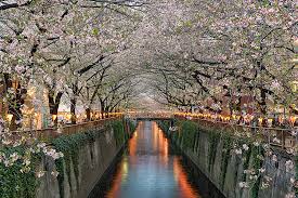 Cherry Blossoms in Meguro River, Japan Jigsaw Puzzle