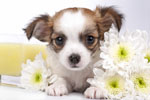 Chihuahua Puppy And Flowers Jigsaw Puzzle