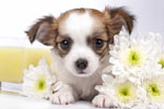 Chihuahua Puppy And Flowers Jigsaw Puzzle