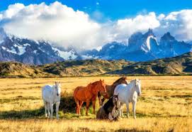 Desenhos de Chilean Wild Horses Jigsaw Puzzle para colorir