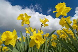 Desenhos de Clouds and Daffodils Jigsaw Puzz;e para colorir