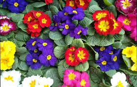 Colored Flowers Jigsaw Puzzle 2