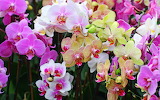 Desenhos de Colored Orchids Jigsaw Puzzle para colorir