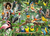 Desenhos de Colorful Birds Show Jigsaw Puzzle para colorir