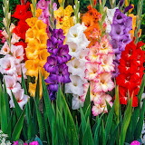 Desenhos de Colors of Gladiolus Jigsaw Puzzle para colorir