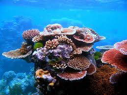 Coral Triangle Jigsaw Puzzle