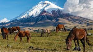 Cotopaxi National Park, Ecuador Jigsaw Puzzle