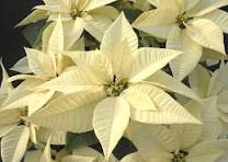 Cream Poinsettias Jigsaw Puzzle