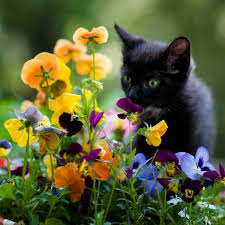 Curious Kitty Jigsaw Puzzle