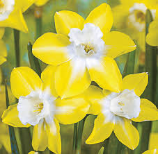 Daffodils Beautiful Flower Jigsaw Puzzle