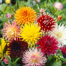 Dahlia Cactus Flower Jigsaw Puzzle