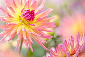 Dahlia Flower Close Up Jigsaw Puzzle