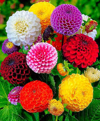 Dahlia Mix Flowers Jigsaw Puzzle