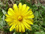 Dandelion Flower Jigsaw Puzzle